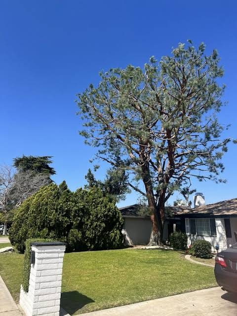 Tree Pruning & Trimming