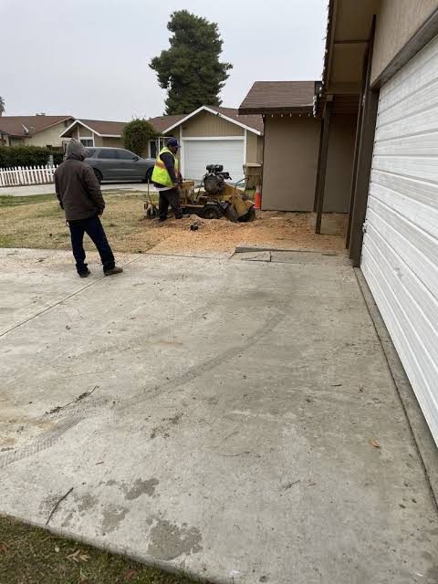 Tree Stump Removal