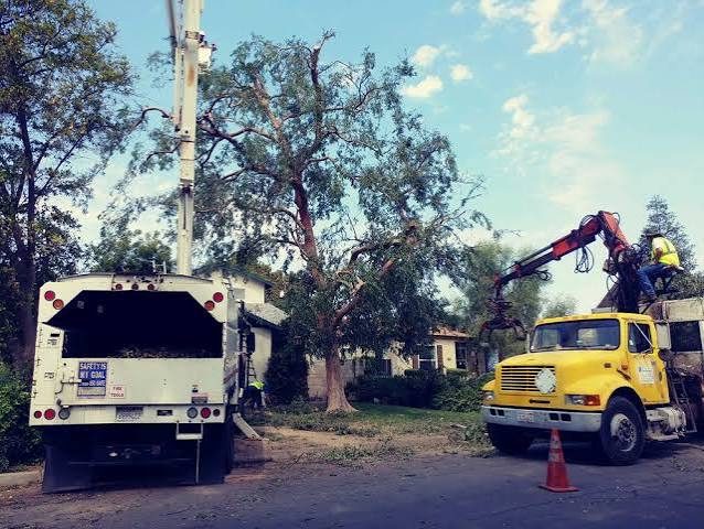CERVANTES TREE SERVICE project photo