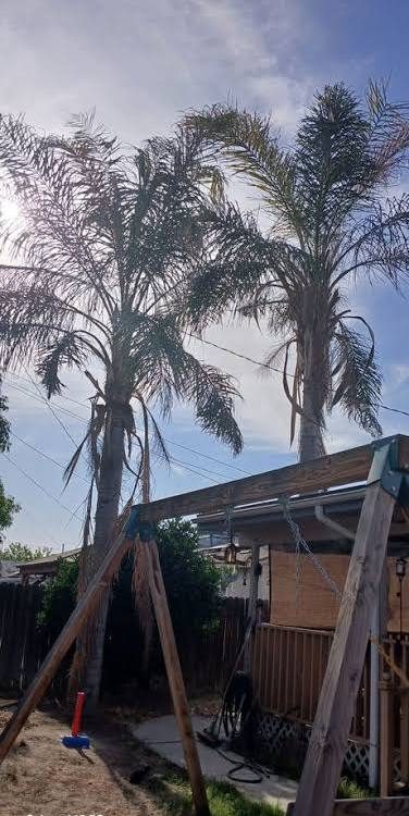 CERVANTES TREE SERVICE project photo